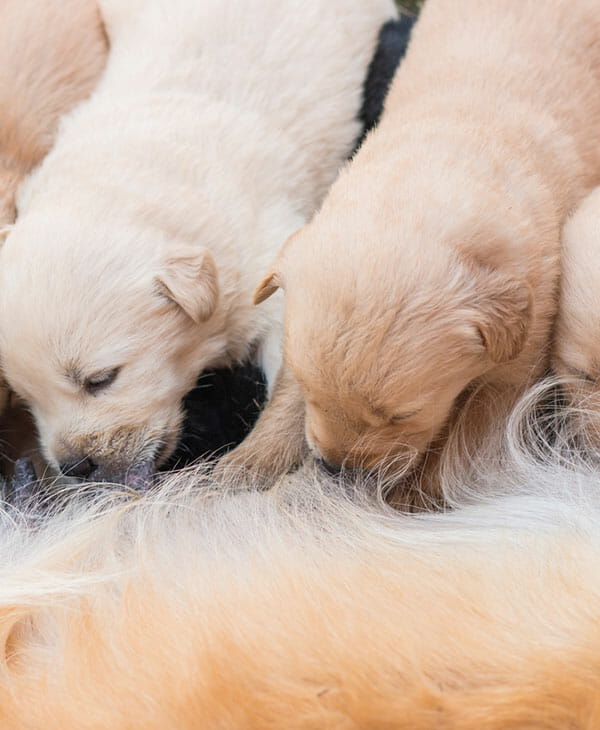 Girl Breastfeeding Puppy