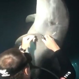 Podczas nurkowania zobaczył, że delfin mu coś pokazuje. Całe szczęście w porę mu