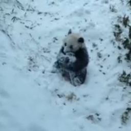 Panda zobaczyła pierwszy raz w życiu śnieg, to co zrobiła potem jest słodkie!