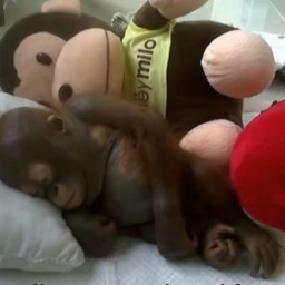 Gdy uratowali tego orangutana był tak słaby że nie mógł siedzieć. Zobacz jak wyg