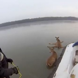 Zobaczył jelenie które utknęły na środku jeziora, to co zrobił? Genialne!