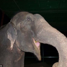 Ten słoń zaczął płakać gdy ratownicy obcięli łańcuchy krępujące jego nogi. Niesa