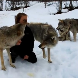 Po tym filmie powtarzaj sobie - nie wolno podchodzić do wilków! Bo będzie Cię ku