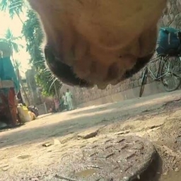 Film nagrany kamerą umieszczoną na obroży bezdomnego psa. Koniec mnie rozwalił.