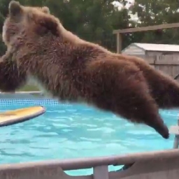 Widzieliście kiedyś niedźwiedzia pływającego w basenie? Teraz macie okazję! Nie 