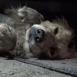 Ten pies przeżył kilka tygodni na ulicy. Zmiana, jaka w nim zaszła jest porażają