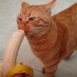 Zbliżył się do kota z bananem. Reakcja zwierzaka jest genialna!