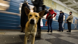 Na stacji metra ten pies zrobił coś czego byś się w życiu nie spodziewał!
