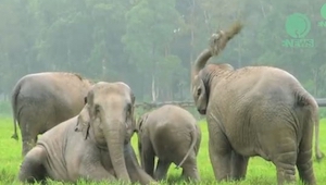 Zaczął padać deszcz wtedy te słonie zrobiły coś niesamowitego