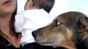 Pies zauważył że niemowlę nie oddycha, zrobił więc wszystko co mógł by je uratow