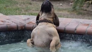 Złapali psa jak robił TO w basenie. Co za piesek!