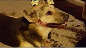 Znalazła rannego psa na ulicy, ale to, co go uratowało to... social media typu F