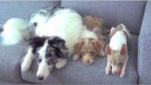 Trzy psy usiadły na sofie. Przypatrz się uważnie najmniejszemu!