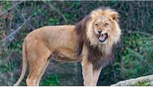 To, co zrobiły trzy lwy po znalezieniu przerażonej dziewczynki, jest niezwykłe!