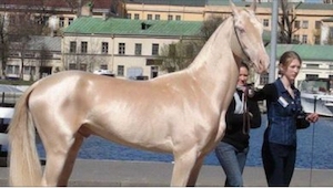 12 najpiękniejszych i najbardziej niezwykłych koni na świecie!