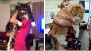 Nie uwierzycie, ile ważą te koty! Rasa Maine Coon jest po prostu olbrzymia!