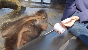 Gdy zobaczysz reakcję tego orangutana na magiczną sztuczkę uśmiejesz się!