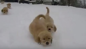 Osiem szczeniaków wybiegło z domu wprost na grubą warstwę śniegu. Nie uwierzysz 