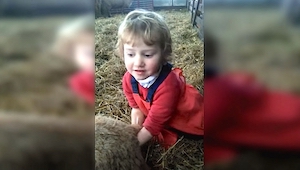 Trzyletnia dziewczynka odebrała poród od ciężarnej owcy. Niesamowite!
