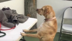 Zobacz reakcję psa, który pierwszy raz od czterech lat spotkał swoje rodzeństwo!