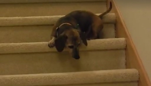 Pies zaczął schodzić po schodach, chwilę potem nie mogłem powstrzymać śmiechu!