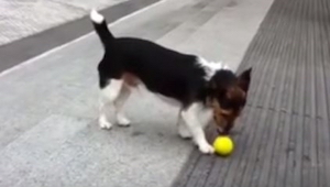 Nikt nie chciał mu rzucić piłki, zobacz co wymyślił ten sprytny pies!