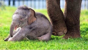 Słoń i nowo narodzone słoniątko - zobaczcie, jak troskliwie mama zajmuje się swo