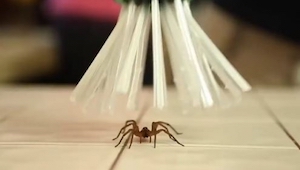 Oto wynalazek dla wszystkich którzy boją się pająków! W dodatku nie zabija!