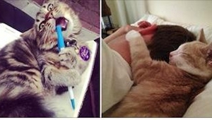 Jeśli nie wiecie, czy skusić się na kota w domu, mamy 21 zdjęć, które pomogą Wam