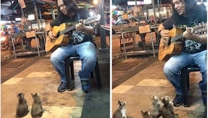 Ignorowany muzyk zagrał dla... czterech kotków. Ich reakcja? Bezcenna!