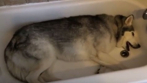 Ten pies naprawdę kocha się kąpać. Zobacz jak zabawnie prosi właściciela!