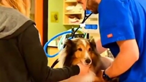 Weterynarz przygotowywał psa do uśpienia gdy nagle zobaczył COŚ za jego uchem!