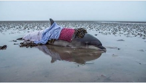 Zobaczcie dramatyczną akcję ratunkową: para odnalazła na plaży delfina!