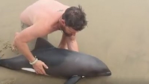 To, jak ten mężczyzna wykorzystał znalezionego na plaży delfina, wywołuje łzy...