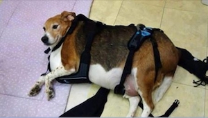 Piekarz wziął do domu 40-kilogramowego psa. To, co z nim zrobił, jest inspiracją