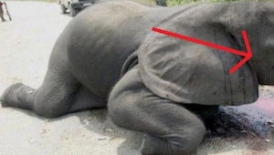 Ten słoń został zamordowany dla kości słoniowej. Możesz pomóc zatrzymać ten proc
