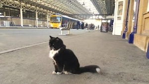 Kot przez 9 miesięcy nie miał domu. Teraz całe dnie spędza na platformie stacji 