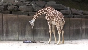 Żyrafa spogląda na swoje nowo narodzone dziecko, to co zaraz się stanie jest nie