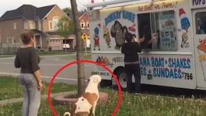 Pies ustawił się w kolejce by... kupić lody! To nagranie musisz zobaczyć!