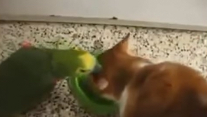 Kot chciał spokojnie zjeść, ale wtedy papuga zrobiła coś tak nietypowego, że każ