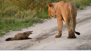 To, co zrobiła lwica na widok rannego lisa, jest niewiarygodne!