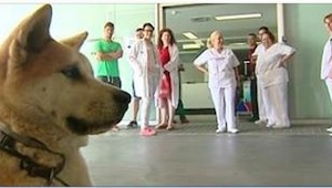 Ten pies postanowił nie ruszać się spod szpitala dopóki nie wyjdzie z niego jego