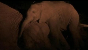 Matka młodziutkiego słonia wie, że nie przeżyje nocy. To, co robi z dzieckiem, s