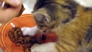 Malutki kotek zaciekle broni swojej miseczki. Zobaczcie jak to robi. Bardzo się 