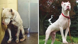 15 zdjęć zwierząt przed i po adopcji. Zobaczcie ile może zdziałać dom i odrobina