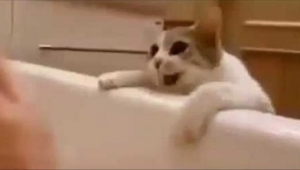 Kot myślał, że jego pani topi się w wannie. To, jak zareagował, podbiło serca ws