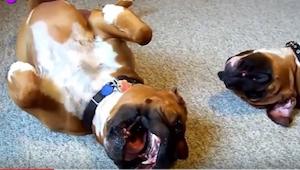 Nikt nie wierzył, że jego psy robią TO, więc nagrał przekomiczne wideo.
