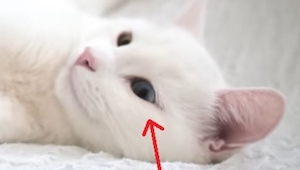 Wzrok tej kotki hipnotyzuje, ale jak zobaczysz jej siostrę będziesz dopiero w sz