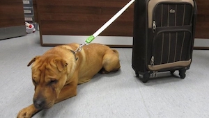 Pies porzucony na peronie, a wraz z nim walizka, nie uwierzysz co było w środku!