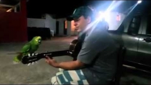 To nagranie śpiewającej papugi robi furorę w sieci. Musicie to zobaczyć!